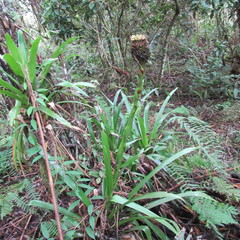 Guzmania triangularis