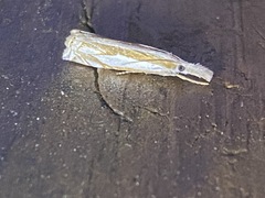 Crambus youngellus
