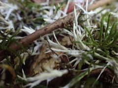Perenniporia bostonensis