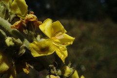 Verbascum ovalifolium