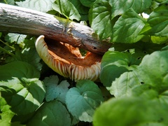 Lactarius olympianus