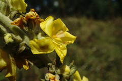 Verbascum ovalifolium
