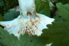 Lactarius olympianus