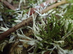 Perenniporia bostonensis