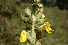 Verbascum ovalifolium