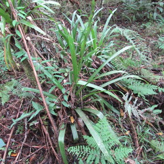 Guzmania triangularis
