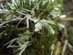 Perenniporia bostonensis