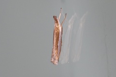 Crambus praefectellus