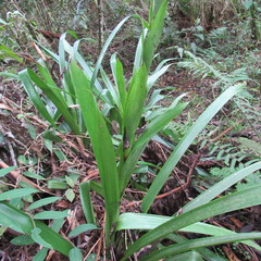 Guzmania triangularis
