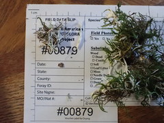 Perenniporia bostonensis