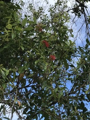 Metrosideros collina