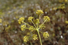 Peucedanum tauricum