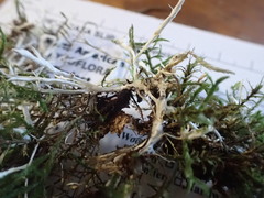 Perenniporia bostonensis