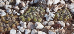 Gibbaeum nuciforme