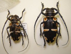 Zographus oculator