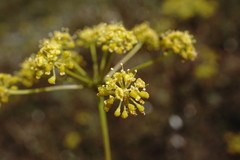 Peucedanum tauricum