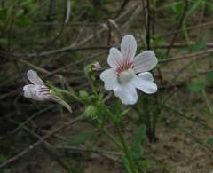 Nemesia bicornis