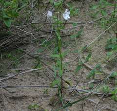 Nemesia bicornis