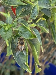 Eristalis tenax