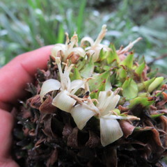 Guzmania triangularis