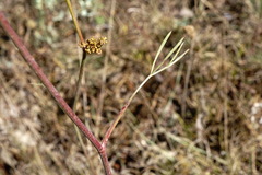 Peucedanum tauricum
