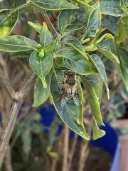 Eristalis tenax