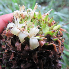 Guzmania triangularis