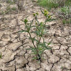 Senecio glossanthus