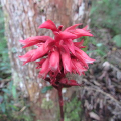 Stenorrhynchos albidomaculatum
