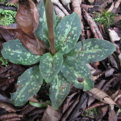 Stenorrhynchos albidomaculatum