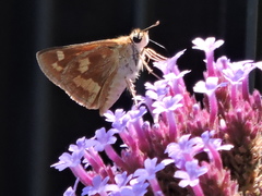 Ochlodes sylvanoides