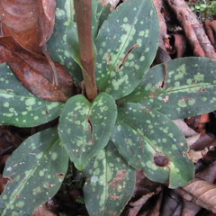 Stenorrhynchos albidomaculatum