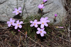 Oxalis polyphylla pentaphylla