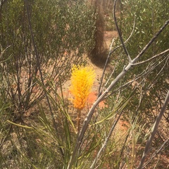 Grevillea eriostachya