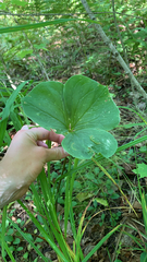 Trillium cernuum