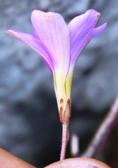 Oxalis polyphylla pentaphylla