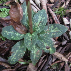 Stenorrhynchos albidomaculatum