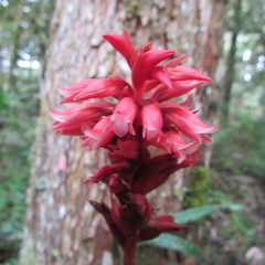 Stenorrhynchos albidomaculatum