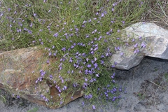 Lobelia setacea