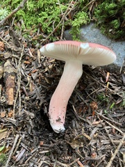 Russula peckii