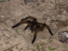 Aphonopelma moderatum