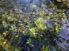 Hydrilla verticillata