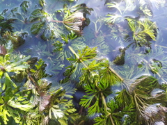 Hydrilla verticillata