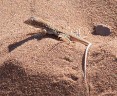 Meroles cuneirostris