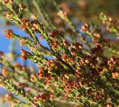 Erica tristis