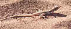 Meroles cuneirostris