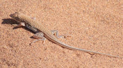 Meroles cuneirostris