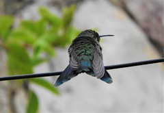 Colibri cyanotus
