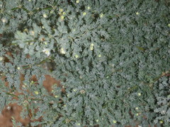 Asparagus capensis capensis