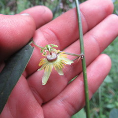 Passiflora erythrophylla